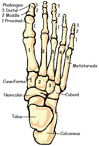 Hurry Slowly . . . but Hurry!: It's Amazing!