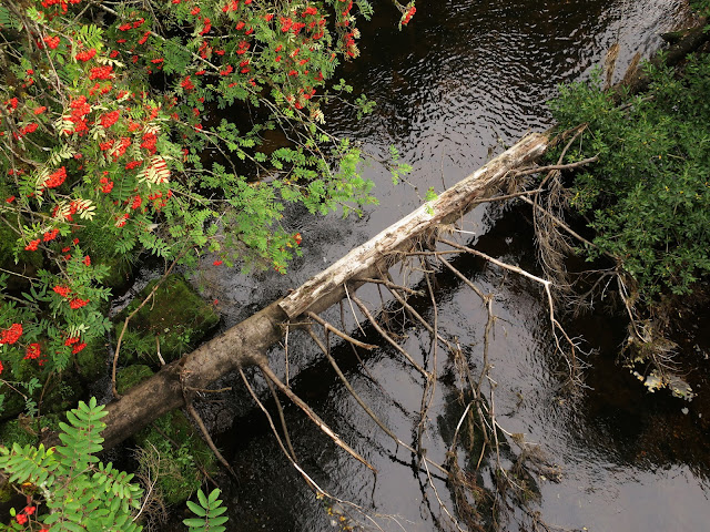 Fallen Pine with Rowan and Sream. Northumberland. 19th September 2021
