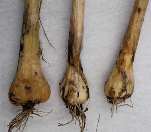 Garlic Bloat Nematode - Maine Organic Farmers and Gardeners