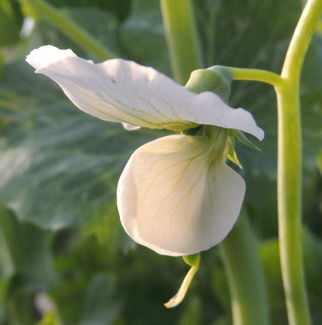 FLOR DE GUISANTE