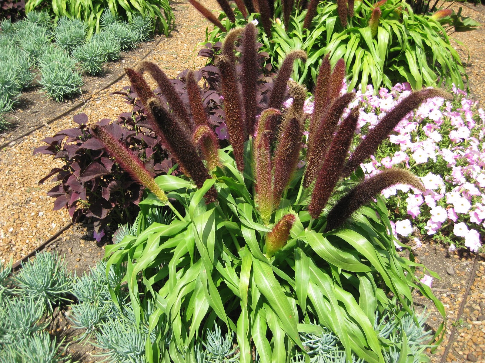 Pennisetum 'Jade Princess' Rotary Botanical Gardens