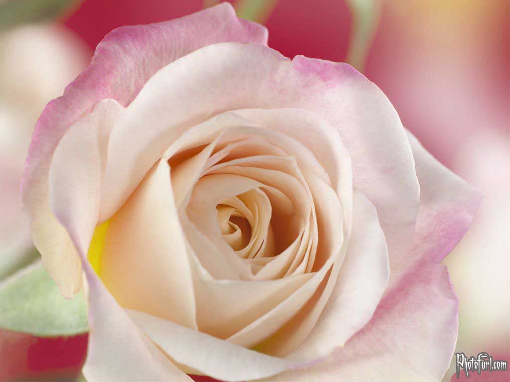 https://1.bp.blogspot.com/-qtztJ9qejtM/Tn9O91DSgrI/AAAAAAAAAkU/CZ3ACUtURE4/s1600/latest_white_flower_wallpaper.jpg