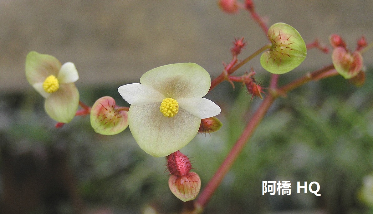 Begonia masoniana ~ PLANTUKIS