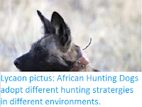 http://sciencythoughts.blogspot.co.uk/2016/04/lycaon-pictus-african-hunting-dogs.html