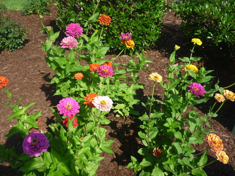 Persistent Gardener Saving zinnia plant seeds for next year