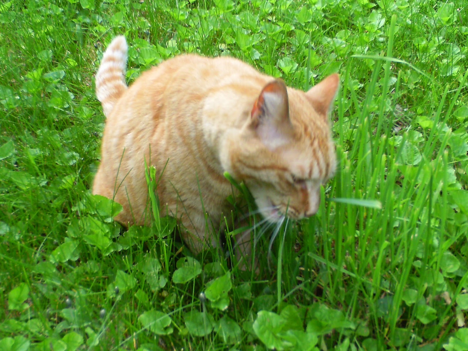 Nerissa's Life the penthouse suite