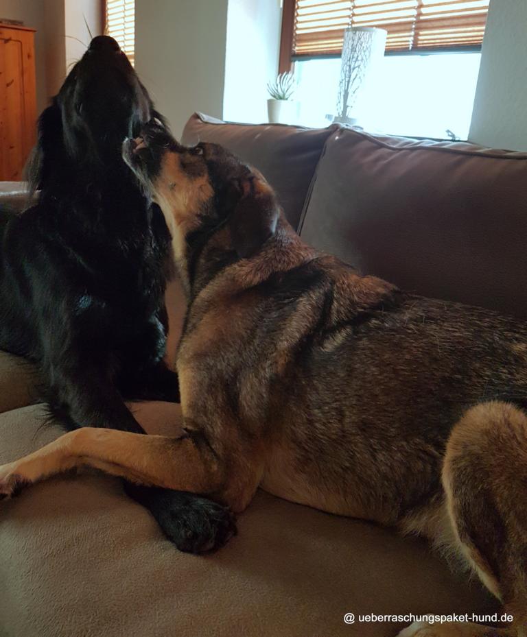 Überraschungspaket Hund ein Hundeblog der zeigt, wie unterschiedlich