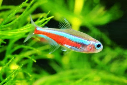 Semua Postingan Top Ikan