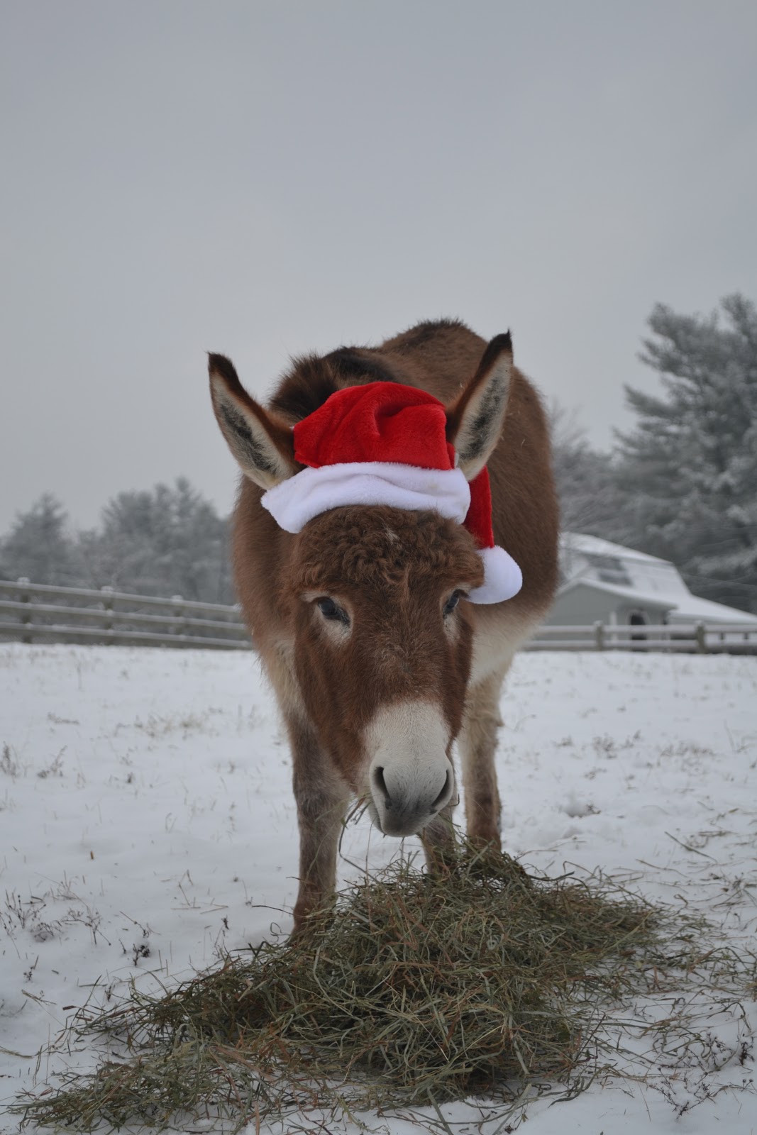 A Very Merry Christmas