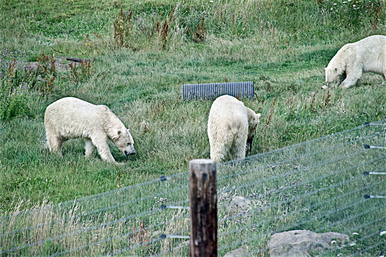 Brian's Blog: Yorkshire Wildlife Park Doncaster July 2017 Part 3