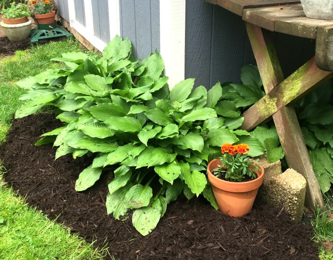 Hostas and mulched edge
