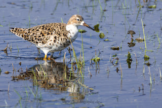 Wildlifefotografie Kampfläufer