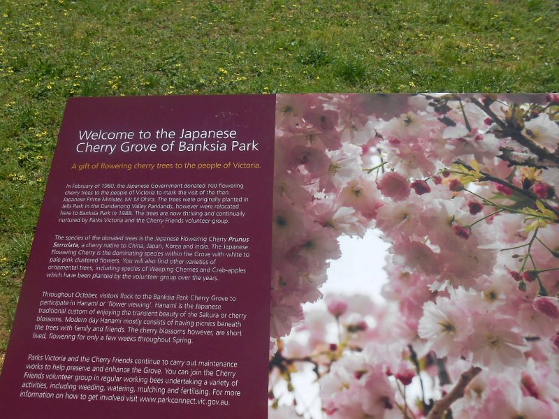 Tracks Trails And Coasts Near Melbourne Japanese Cherry Grove Banksia Park Bulleen