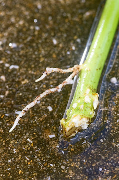 挿し木から１ヶ月ノイバラの発根