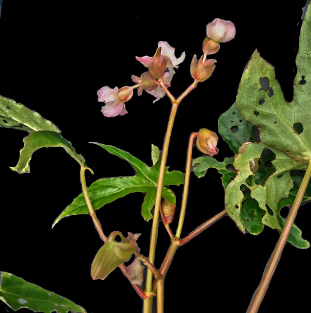 Begonia langbianensis Baker f.,