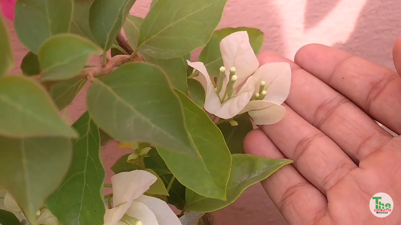 How to make Bougainvillea bloom with pictures