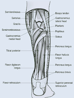 Deep Muscle of Posterior Leg