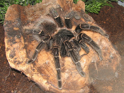 biggest spiders, biggest spiders in world, biggest spiders in the world, giant spiders from australia, biggest australian spider, biggest spiders in australia, giant spiders movie, giant spiders halloween, biggest michigan spiders, giant spiders for halloween decorations,