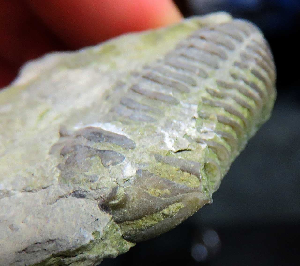 Louisville Fossils and Beyond Sep 12, 2016