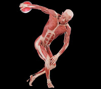 Sugestões para o fim de semana: Exposição real bodies Sugestões para o fim de semana: Exposição real bodies