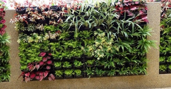 5 Tanaman yang Bagus di Tanam di depan Rumah - Pultiopok.com