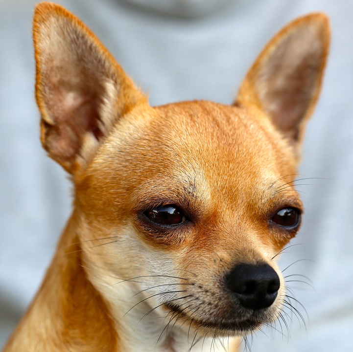 Which indian dog has the longest lifespan