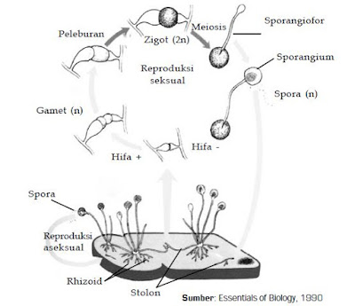 Klasifikasi Jamur atau Fungi yang Terdiri dari Zygomycota, Ascomycota dan Basidiomycota Beserta Contohnya