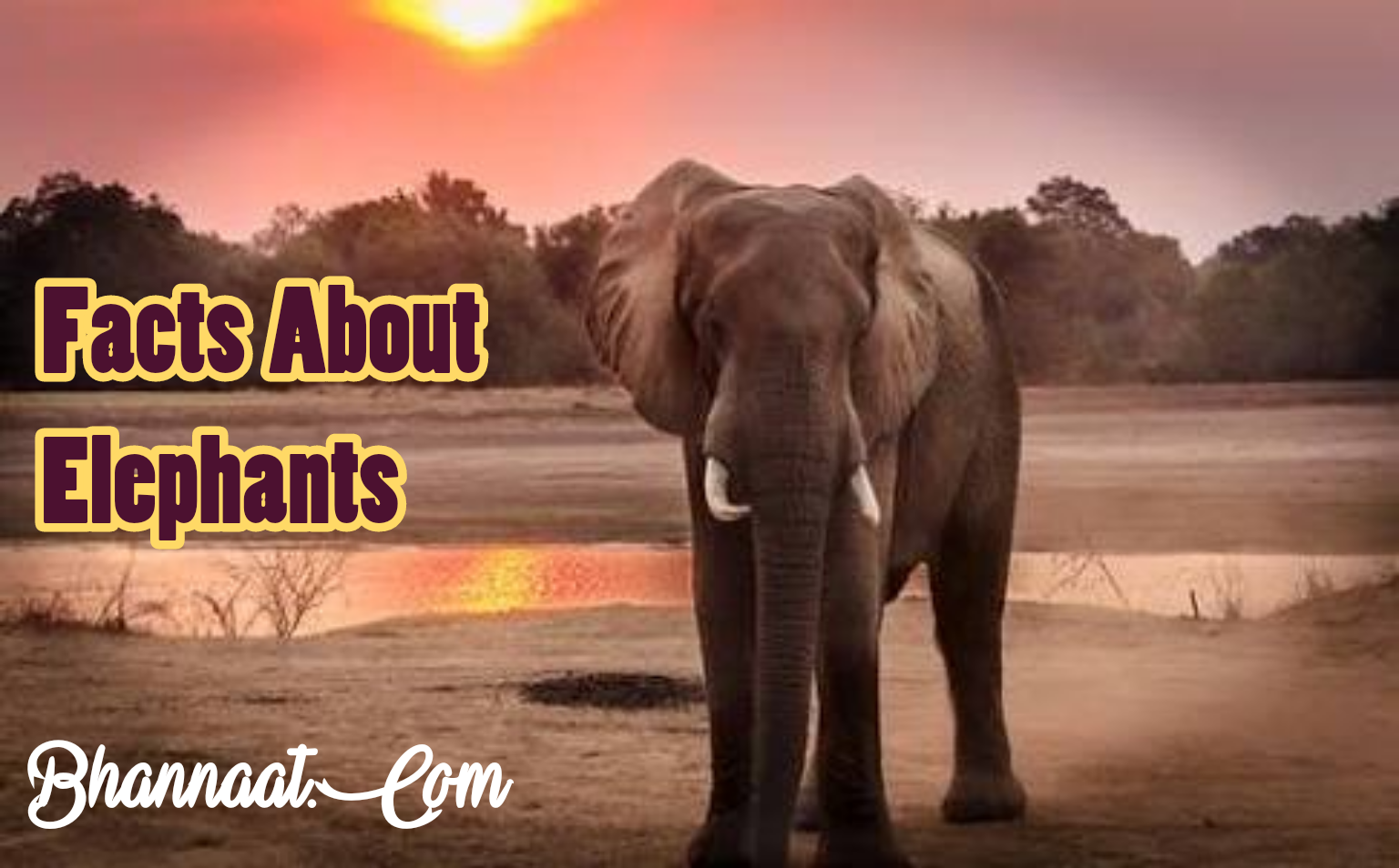 Facts About Elephants In Hindi