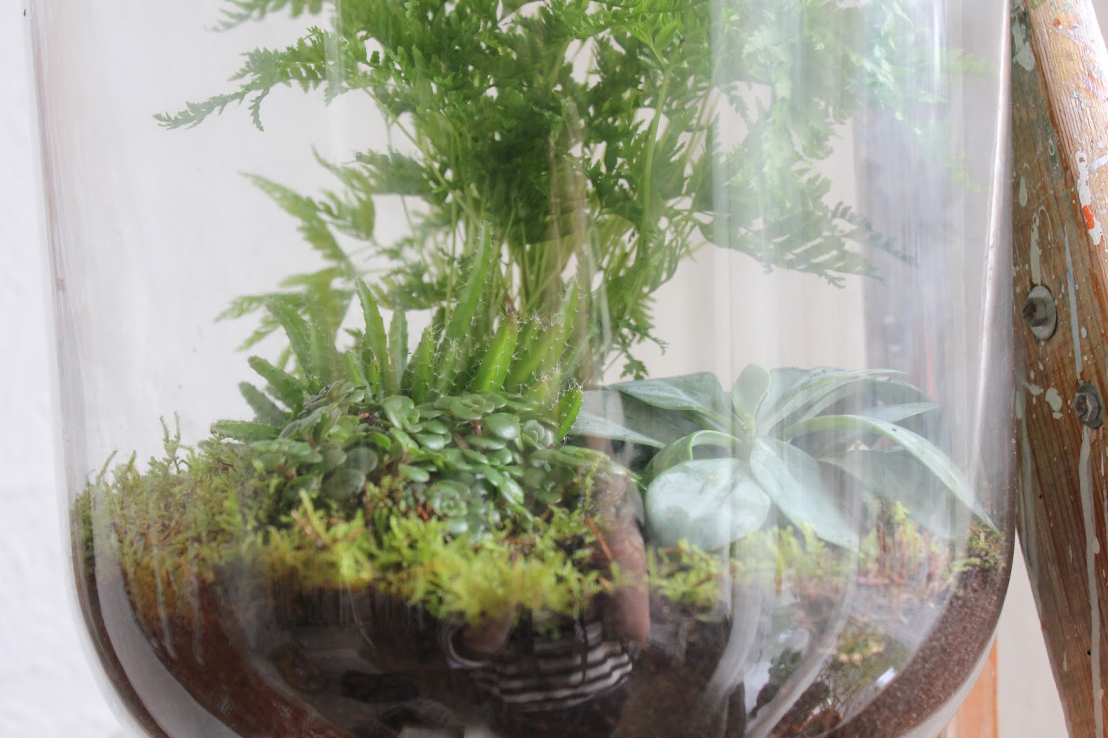 DIY maak je eigen open terrarium Het Zero Waste Project