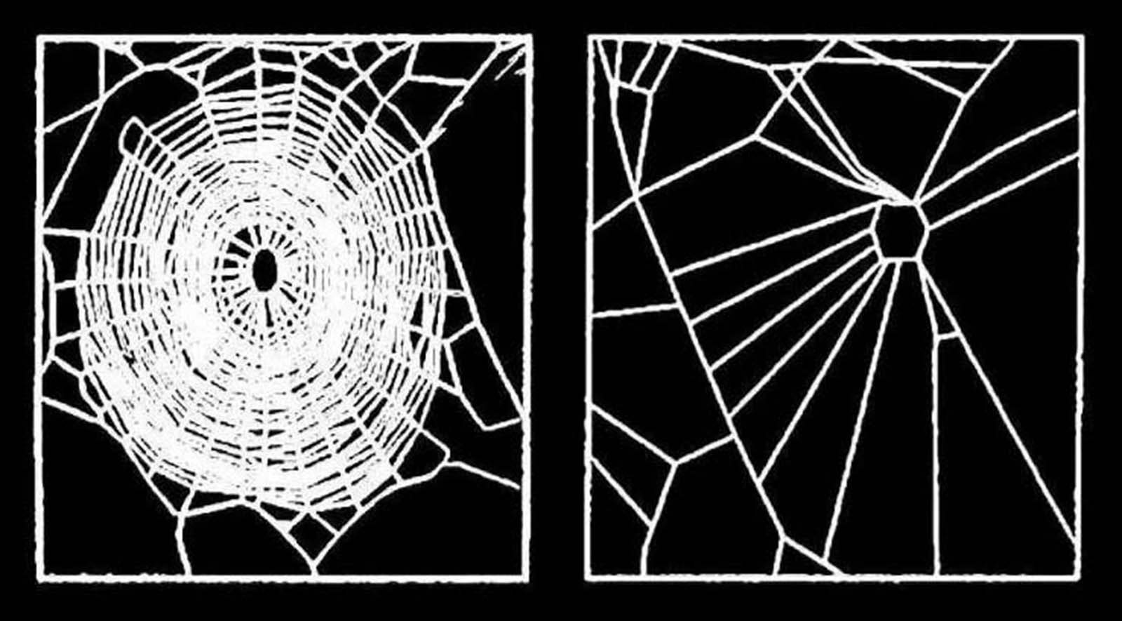 Smithsonian Insider – Drugged spiders' web spinning may hold keys to  understanding animal behavior