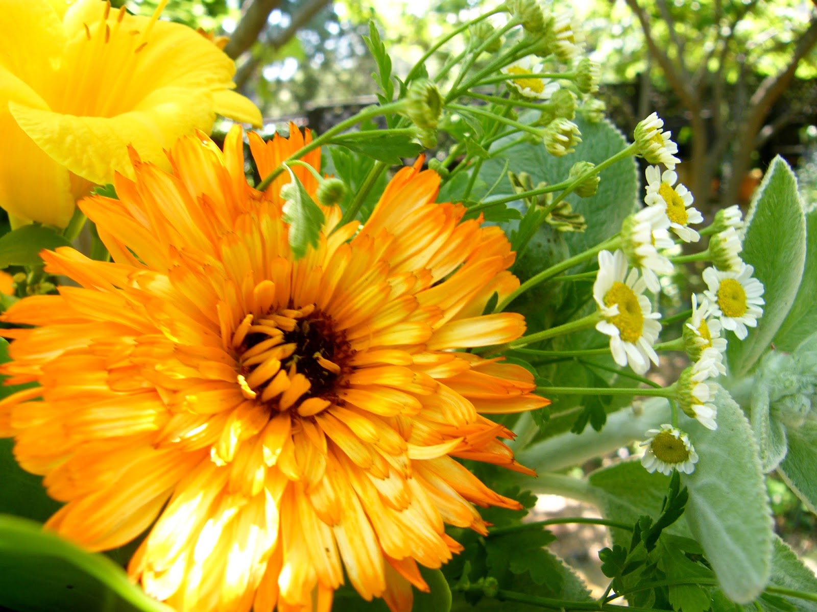 P O T A G E R: How and Why to Grow Calendula, aka Pot Marigold