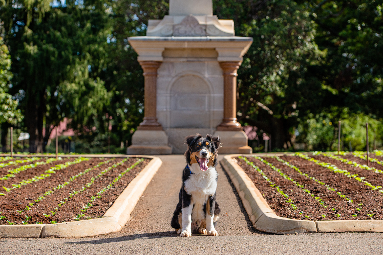 Petals And Pups 2020 September 18 To 27 Australian Dog Lover