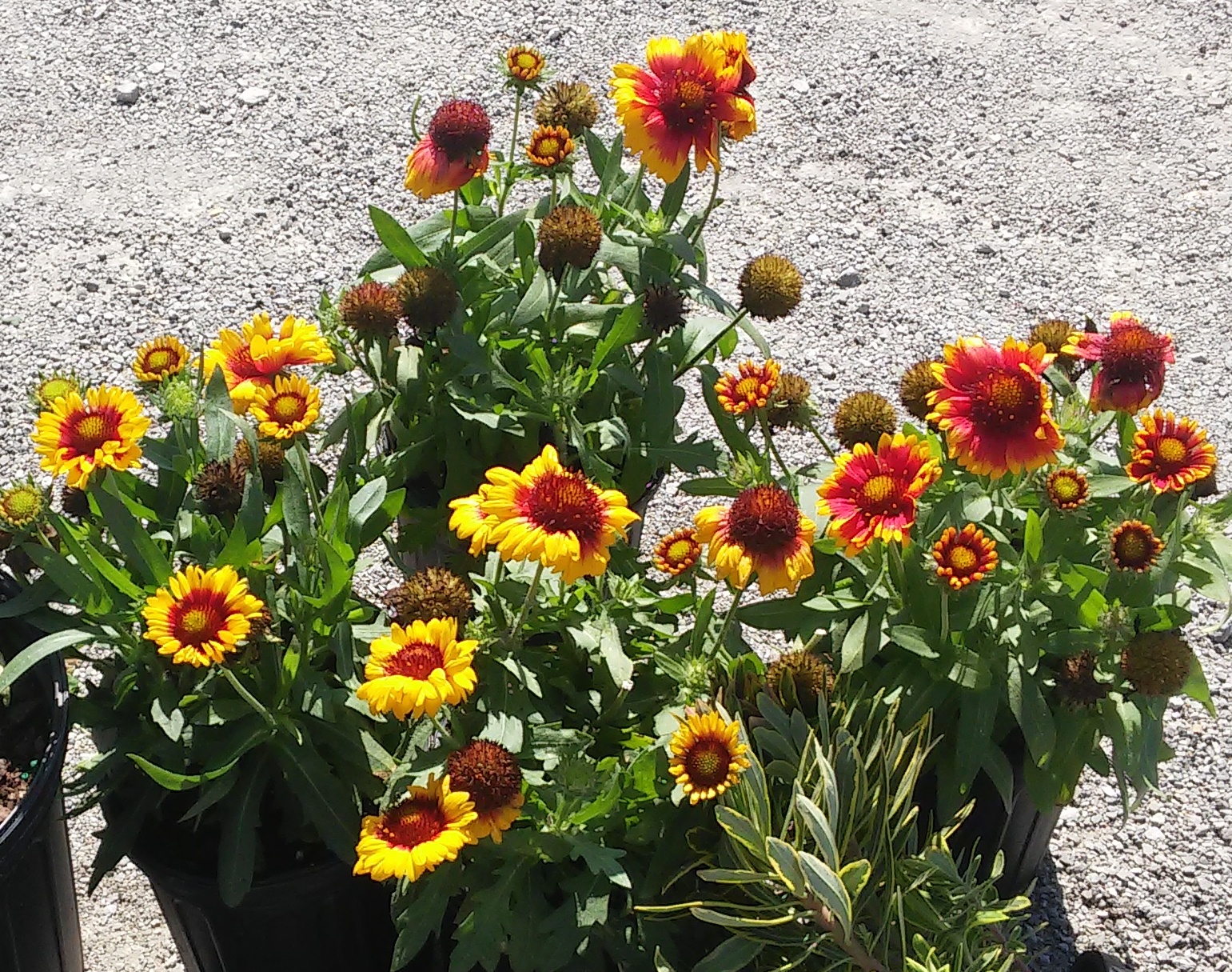 Parrot Blog ParrotPressNews Shopping for Safe and Edible Plants Locally