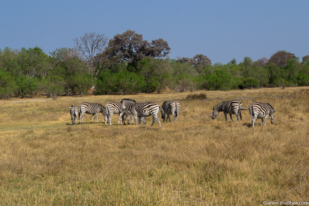  Visions of Wild In Africa's Botswana | Okavango Delta Safari
