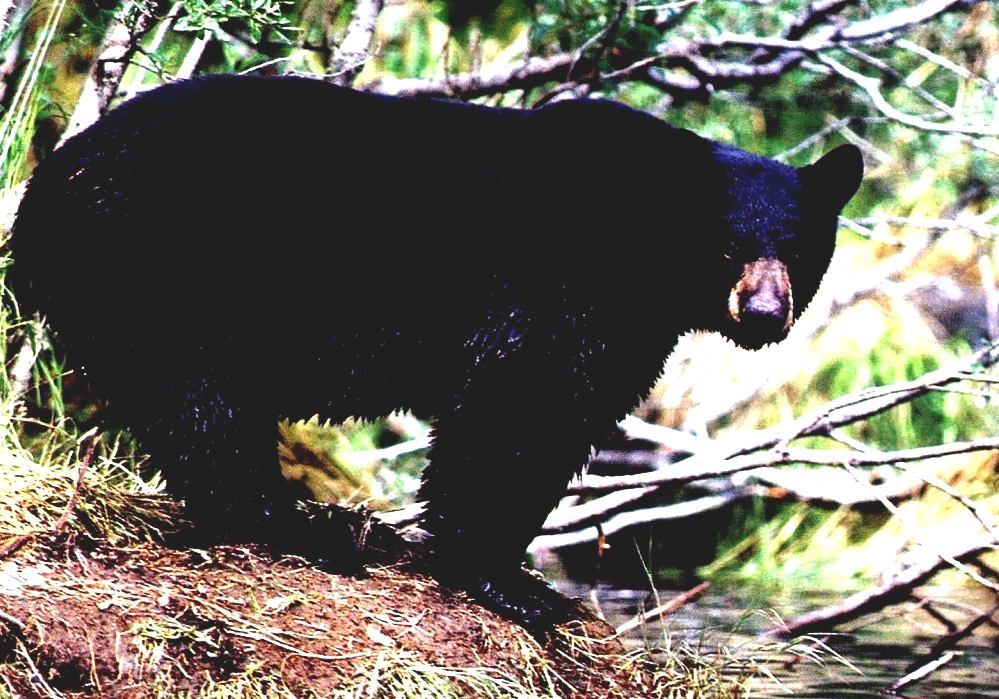 American Black Bear - Black Bear Diet Information