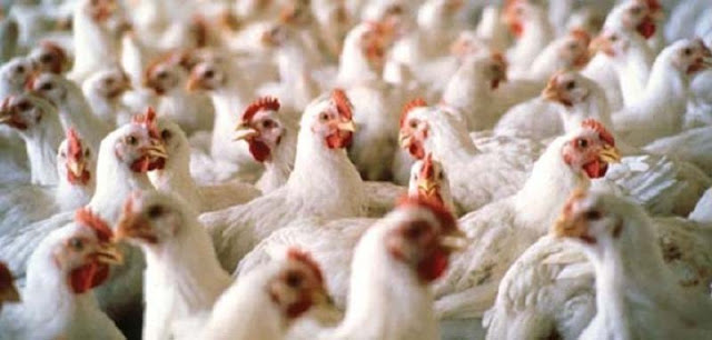 ayam
