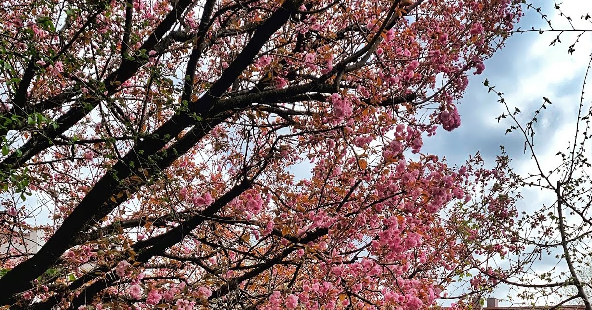 From The Diary- Quarantined - Part IV