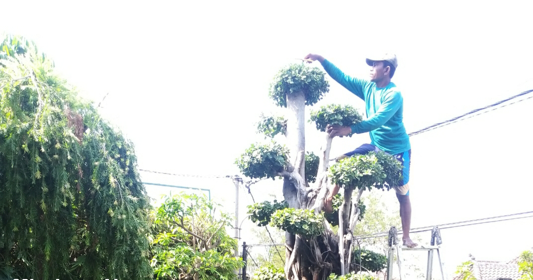 Taman klasik dan Minimalis