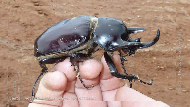 Jantan Actaeon beetle (Megasoma actaeon)
