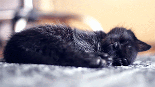 sleeping black kitten