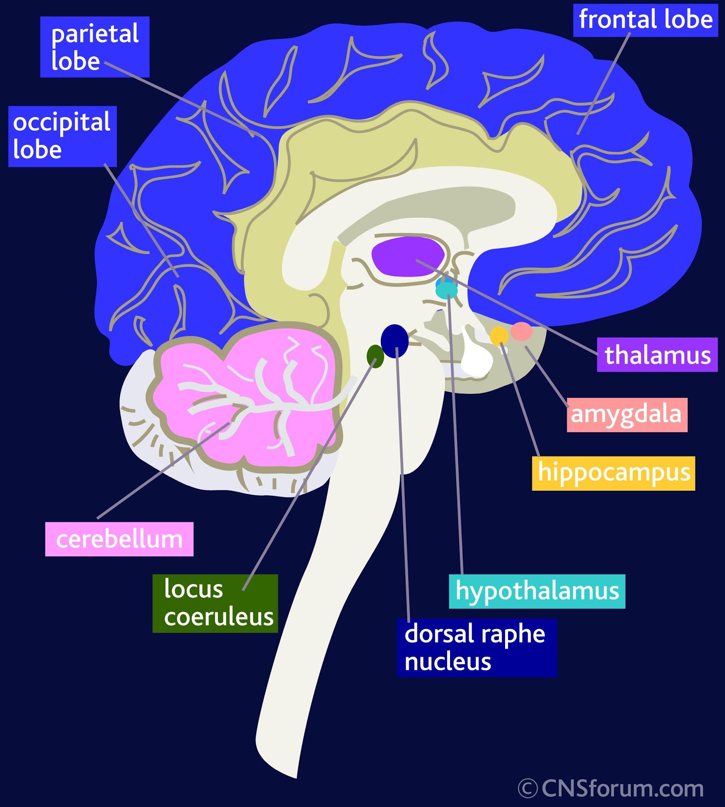 Brain Jack Image Brain Hippocampus brain-jack-image-brain-hippocampus