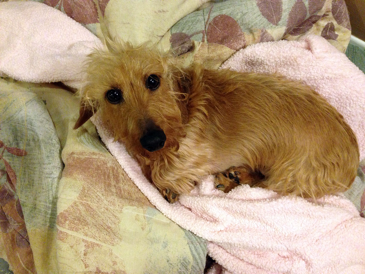 The Daily Frank & Beans Jokes from Beans!