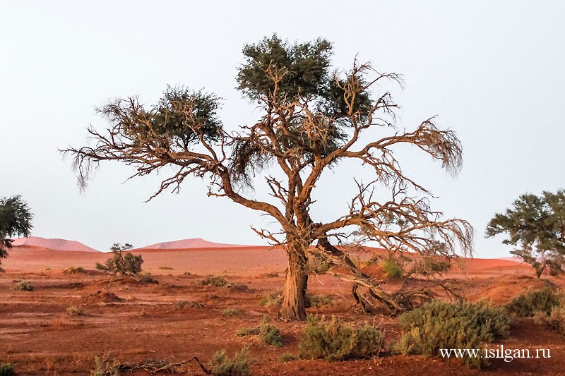 Соссусвлей. Пустыня Намиб. Намибия