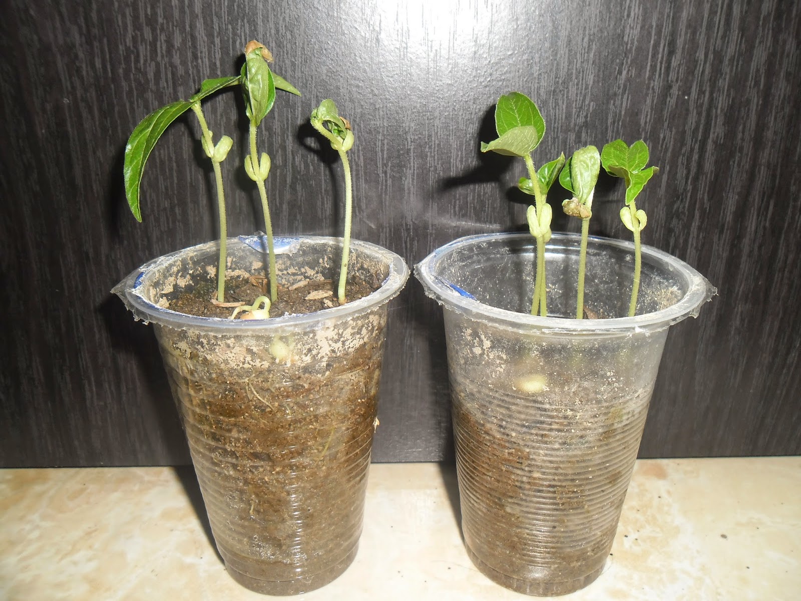 Laporan Penelitian Kacang Hijau Terhadap Cahaya Seputar