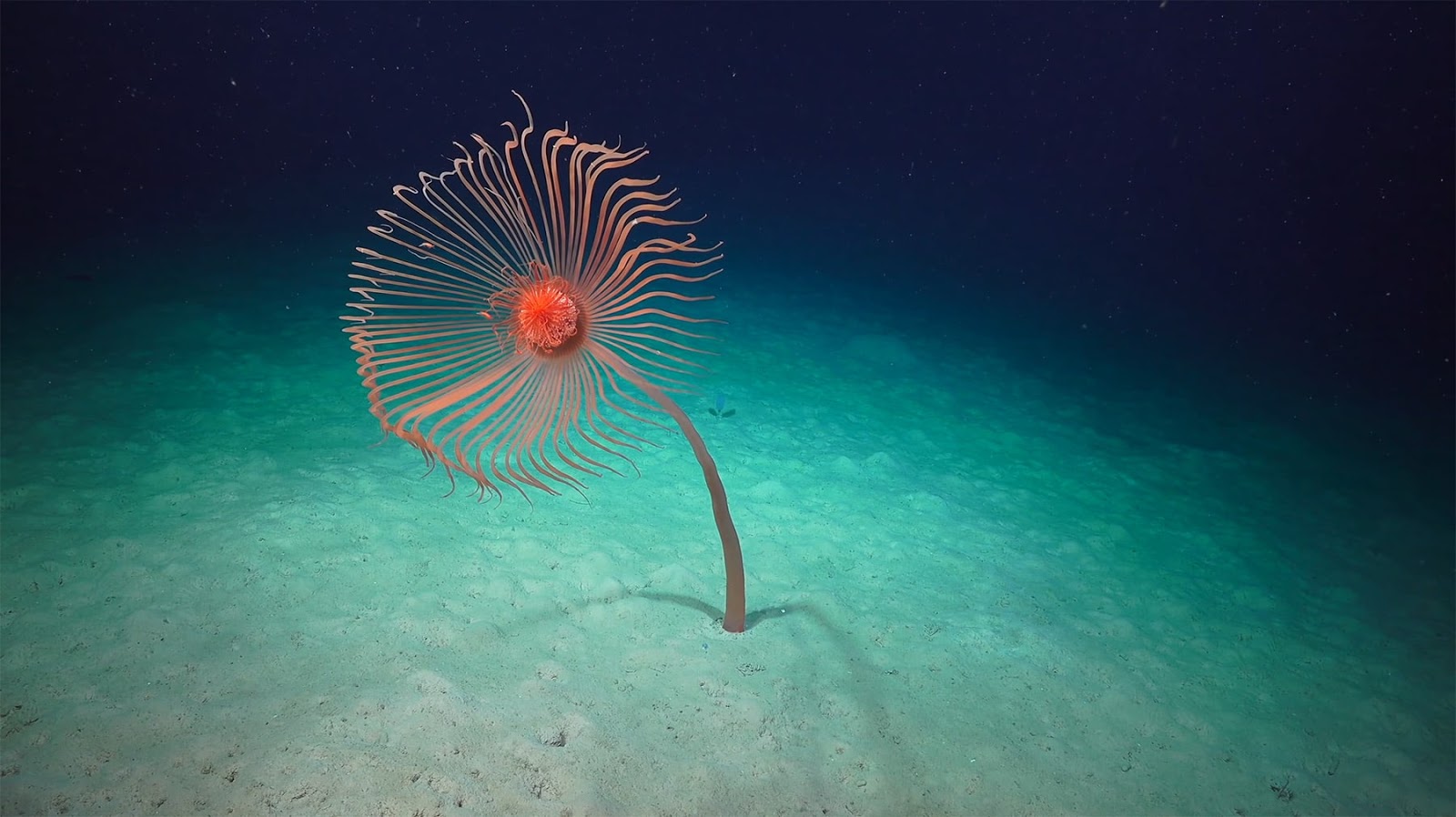 30 New Species Have Been Discovered In the Deep Sea Expedition