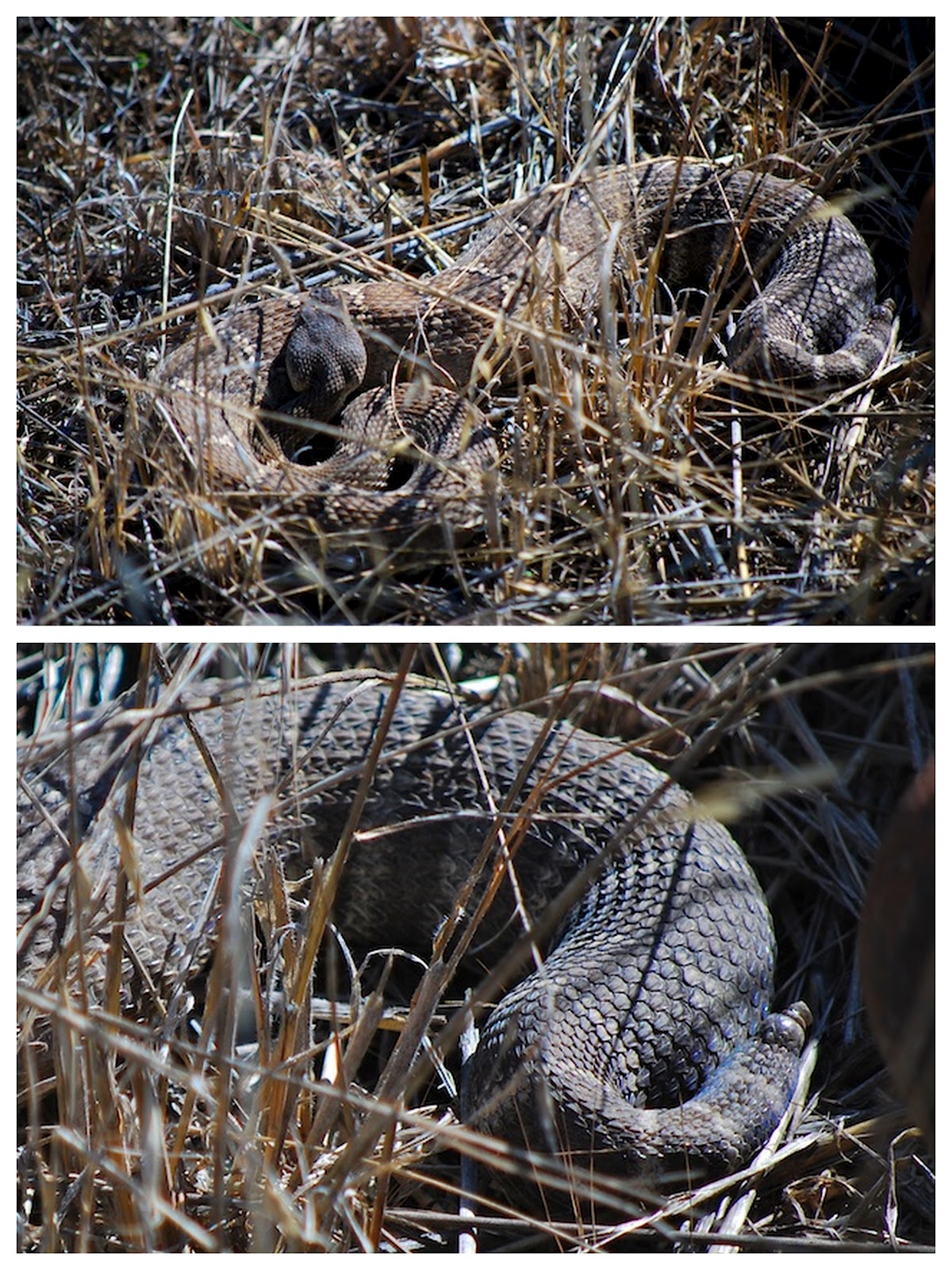Dipper Ranch The Last Purple Rattlesnake