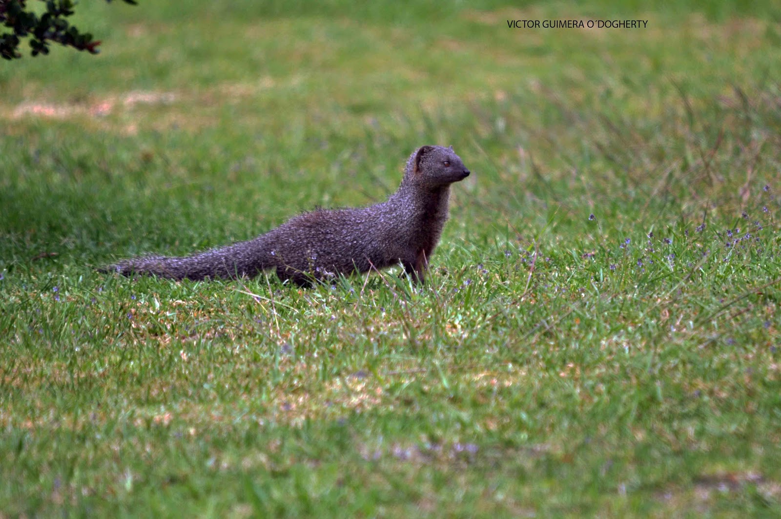 Mis imágenes de aves MANGOSTA DE EL CABO