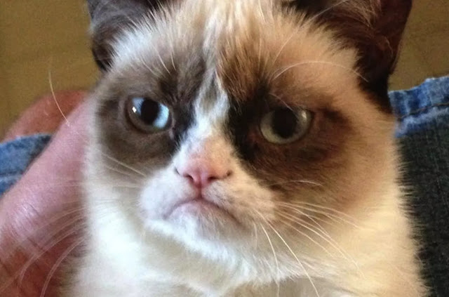 Grumpy Cat dies Grumpy Cat dies