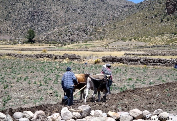 Raggiungendo il Colca Canyon, contadini al lavoro Raggiungendo il Colca Canyon, contadini al lavoro