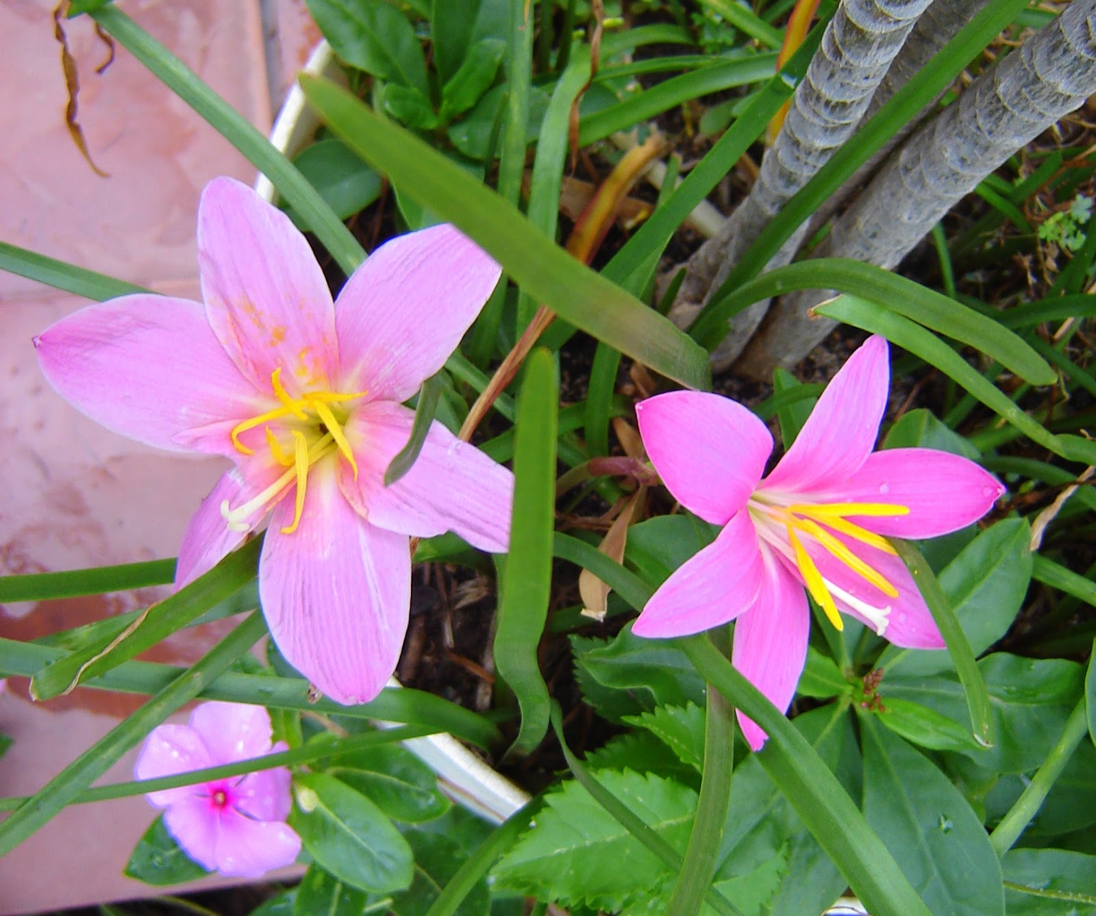 11 Estas son las flores favoritas de los latinos y sus significados